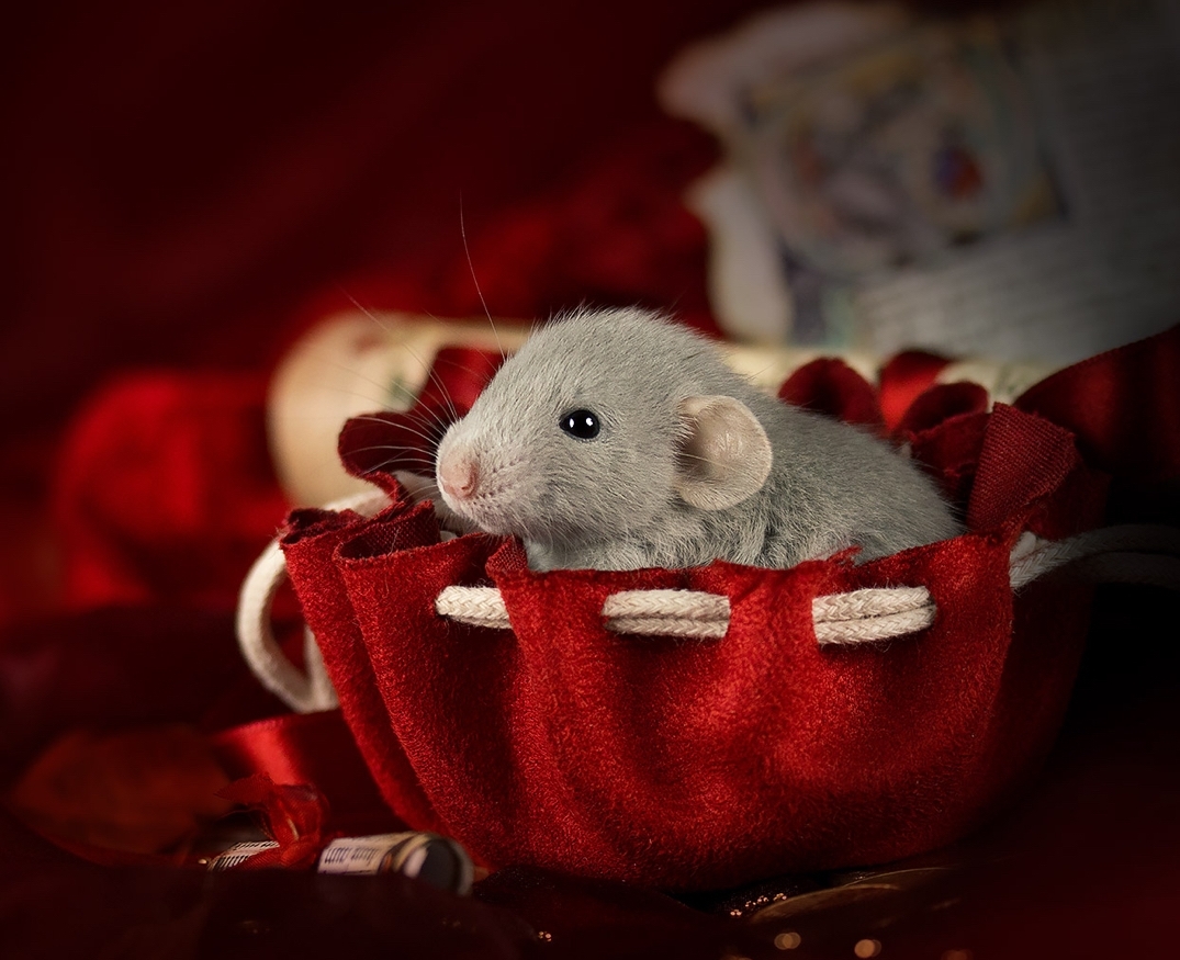 Коллекция фотографий милых мышей