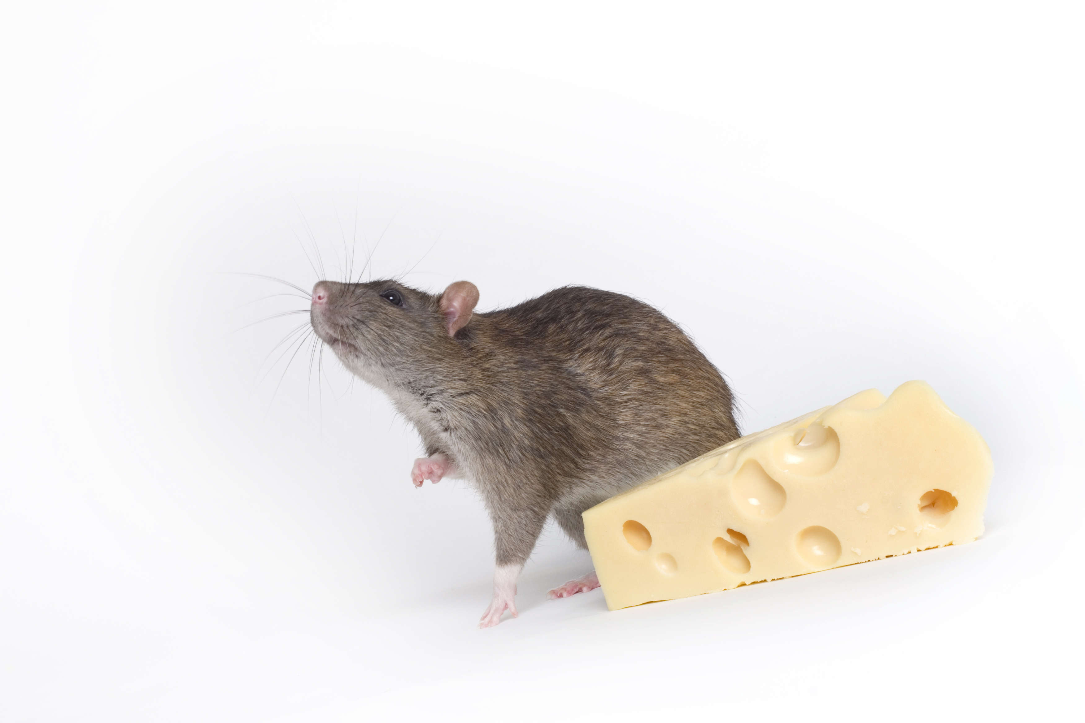 Про мышей и сыр. Крыса. Мышка с сыром. Голодная мышь. Мышонок с сыром.