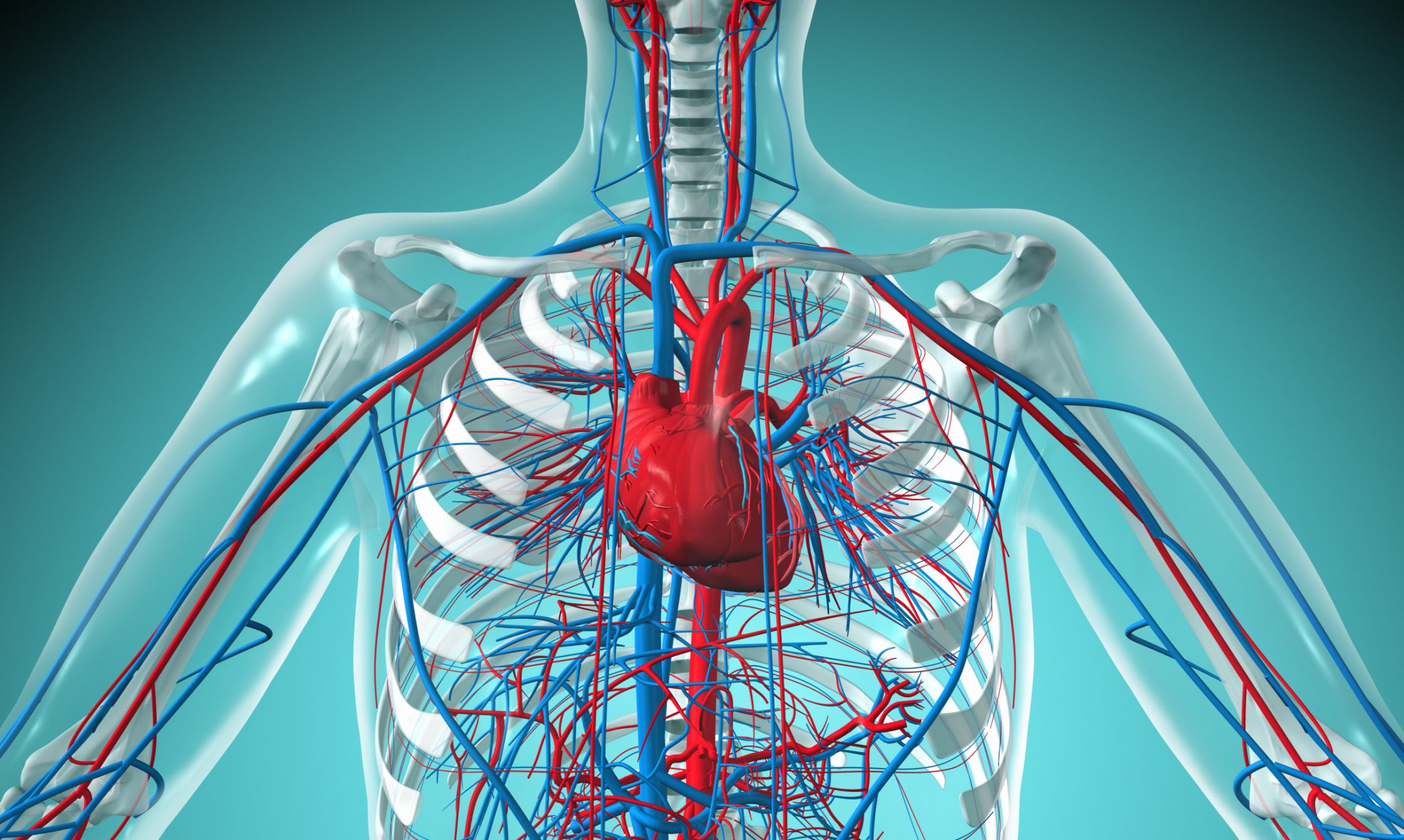 Система органов кровообращения болезни. Сосуды ССС человека анатомия. Система кровообращения человека кровеносные сосуды. Система кровообращения человека сердце и кровеносные сосуды. Сердце и кровеносная система человека анатомия.
