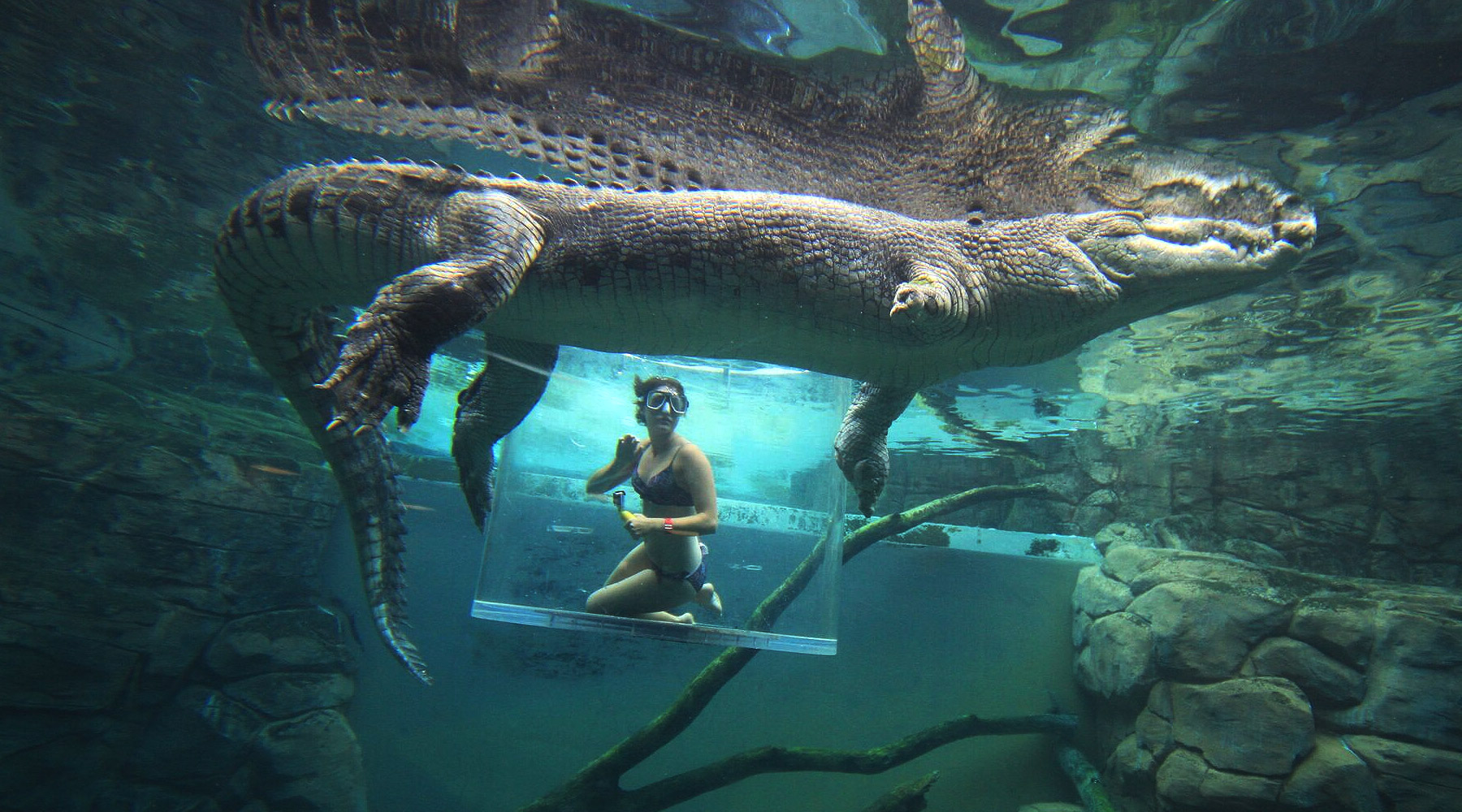 Рептилии живущие в воде. Морской гребнистый крокодил. Гребнистый крокодил в Австралии. Гребнистый крокодил в море. Crocosaurus Cove Австралия.
