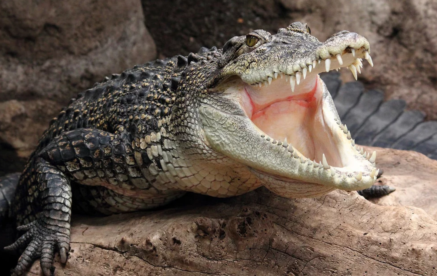 Класс пресмыкающиеся зубы. Пресмыкающиеся крокодил. Аллигатор пресмыкающихся. Миссисипский Аллигатор. Пасть крокодила.