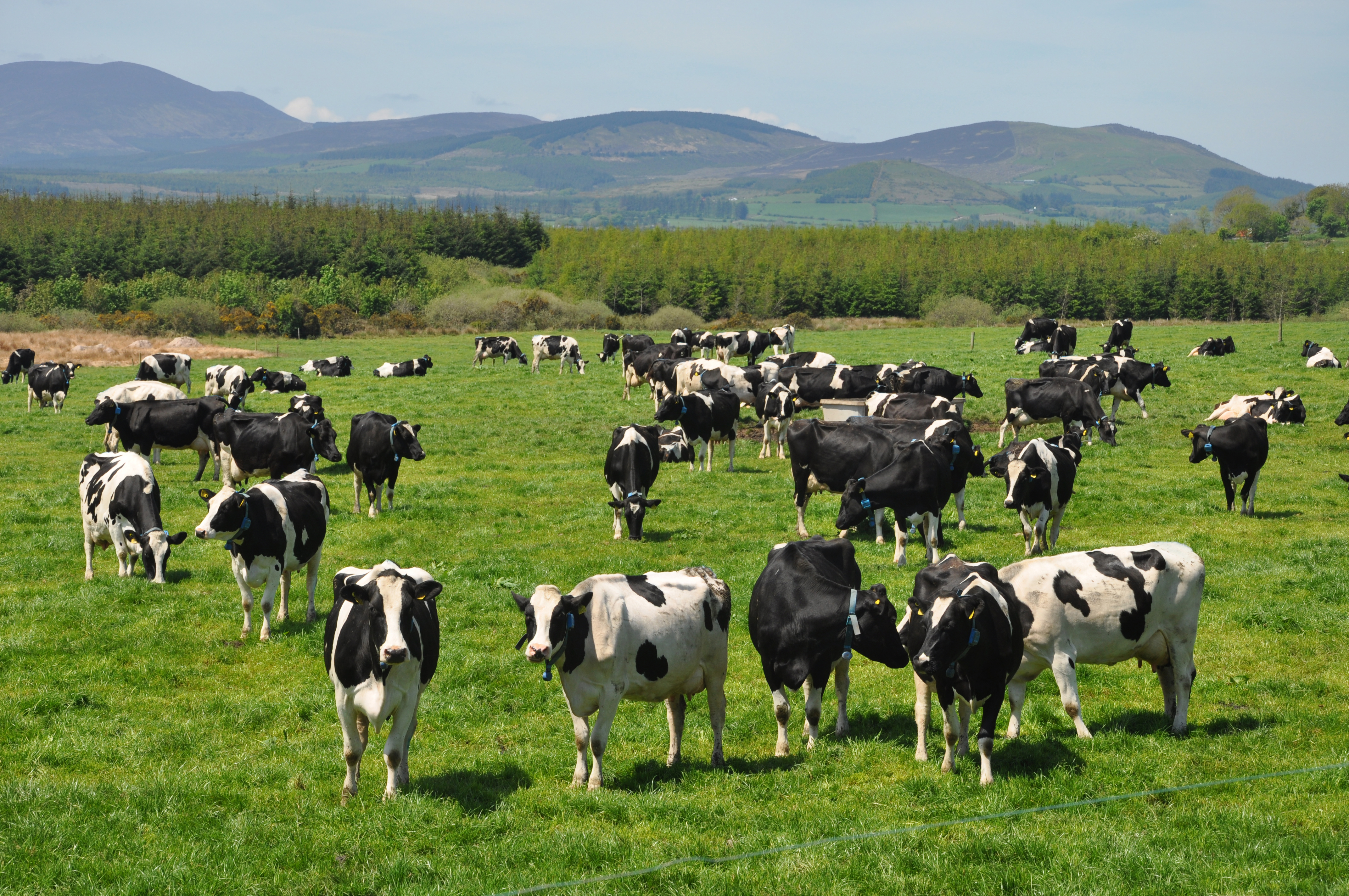 Звуки стадо коров. ЭКОНИВА стадо коров. Сельское хозяйство скотоводство. Много коров. Пастбищное животноводство.