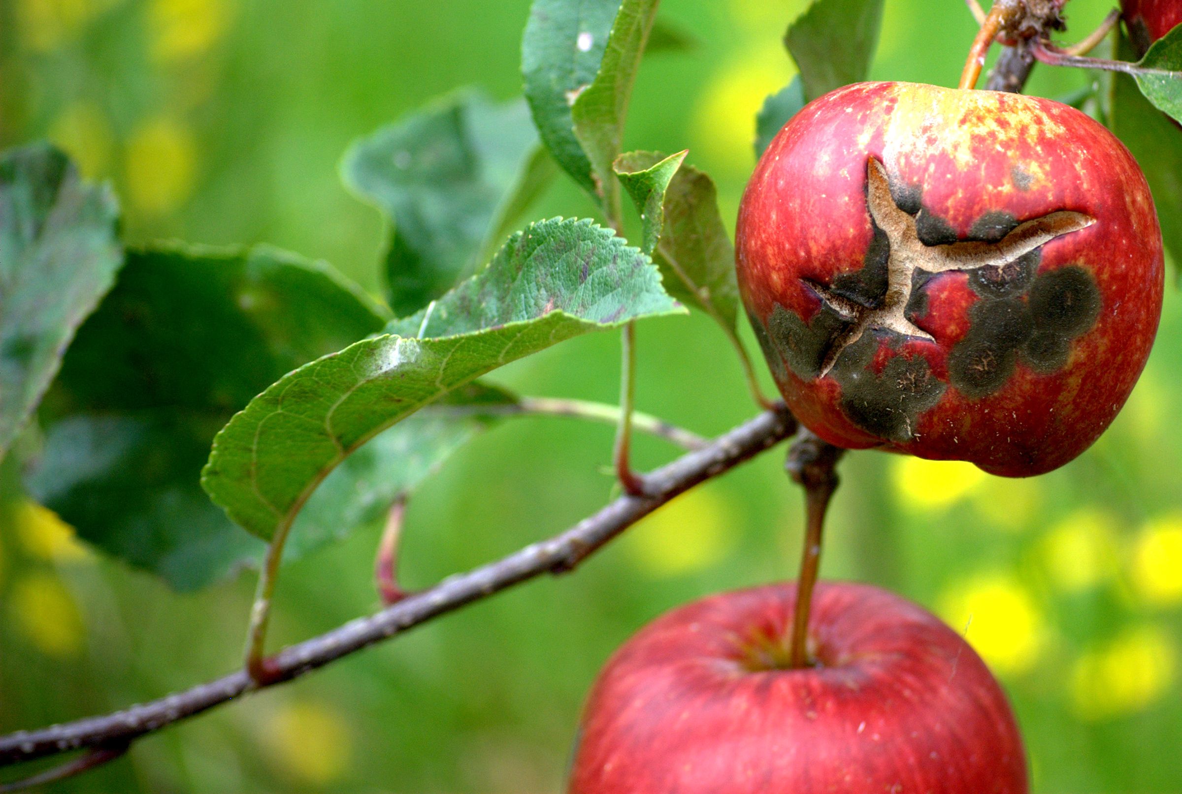 Яблоко плодовый. Парша на яблоне. Парша яблони Venturia. Парша монилиоз яблони.