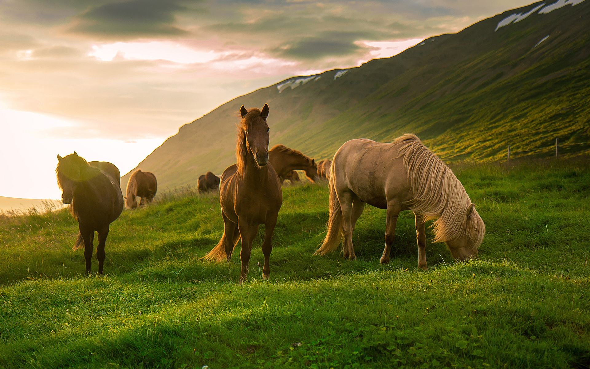 Картинки лошадей на заставку. Красивые лошади. Лошади на природе. Красивые лошади на природе. Лошади в горах.