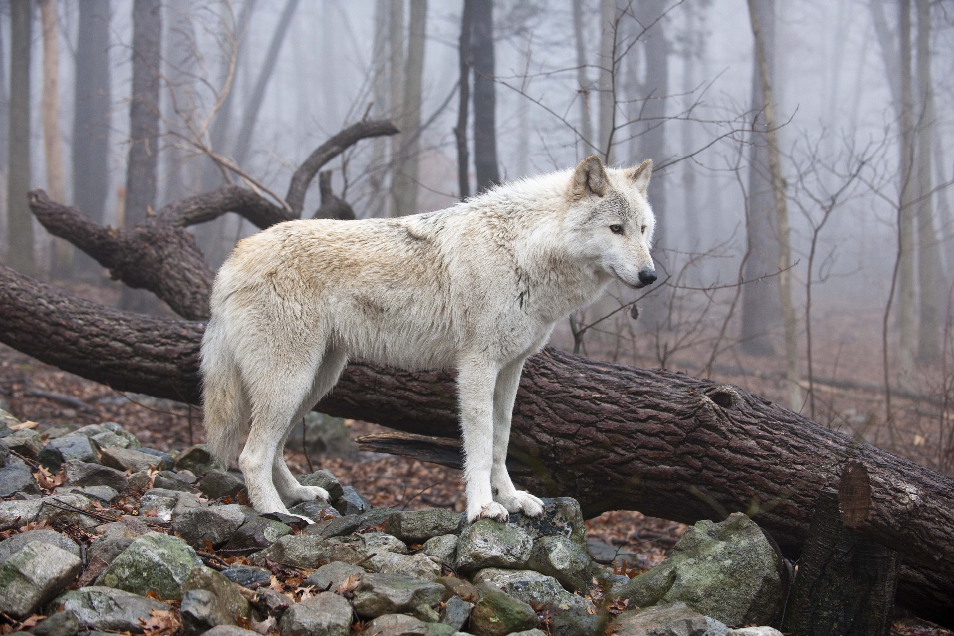Макензийский Равнинный Волк