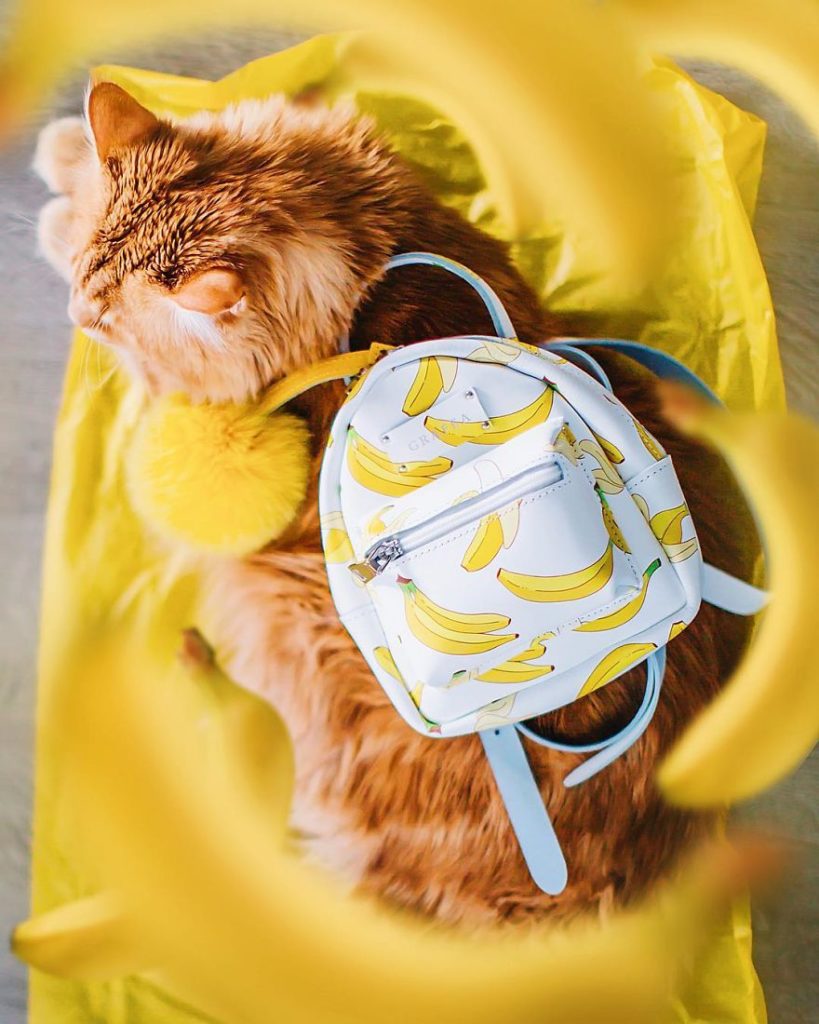 Этому котупутешественнику могут позавидовать многие из