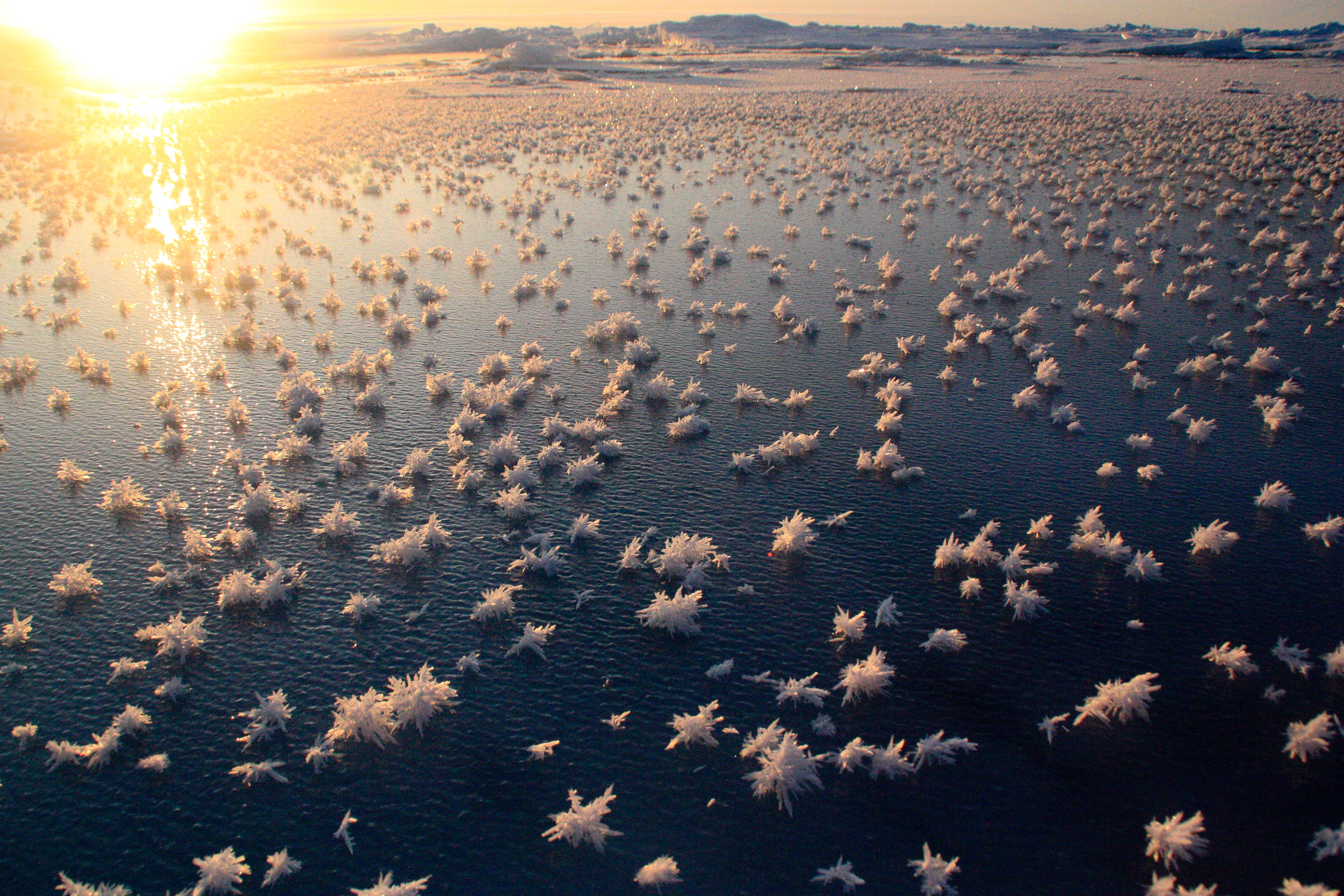 Ледяные цветы в Северном Ледовитом океане