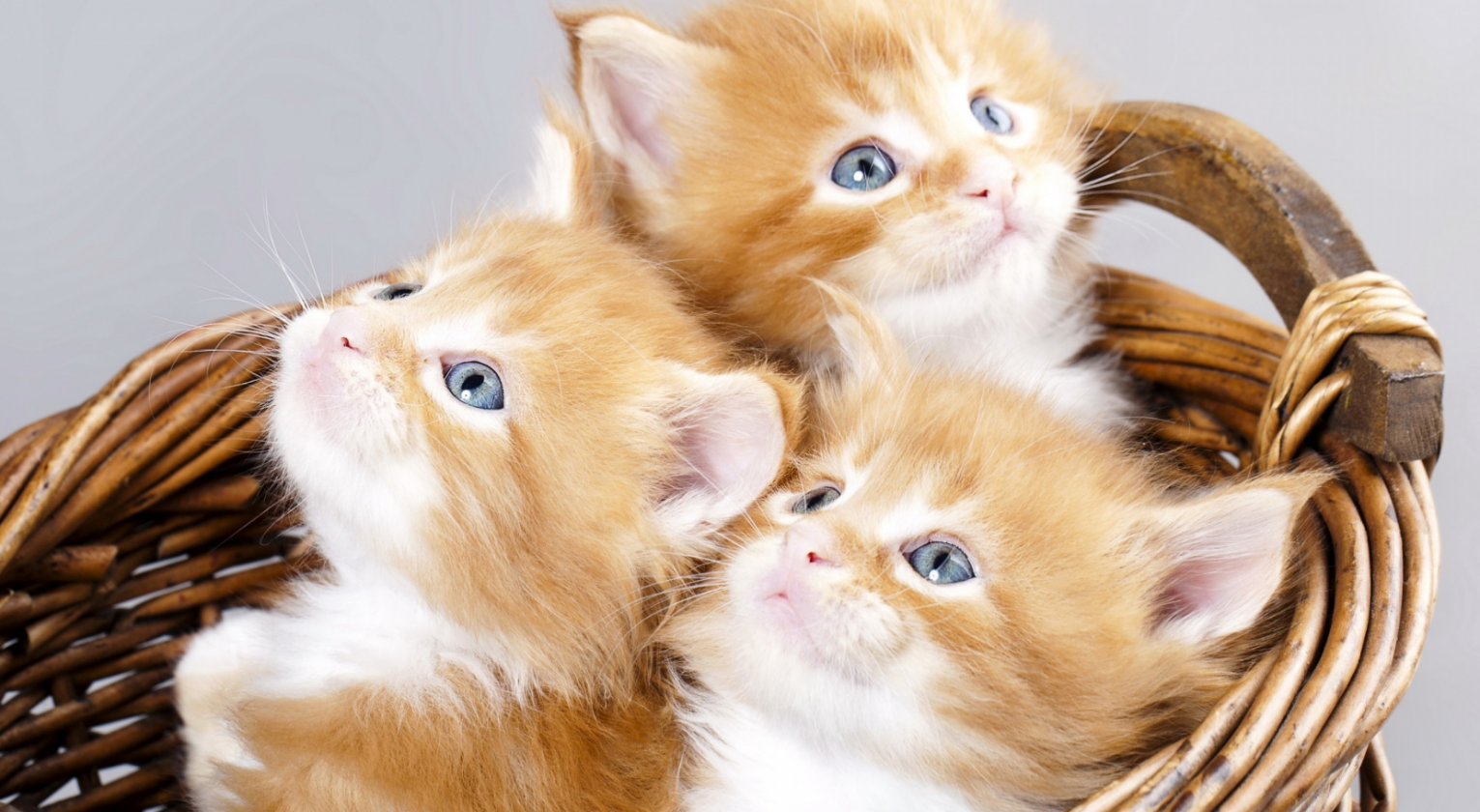 Сонник рыжий котенок к чему снится