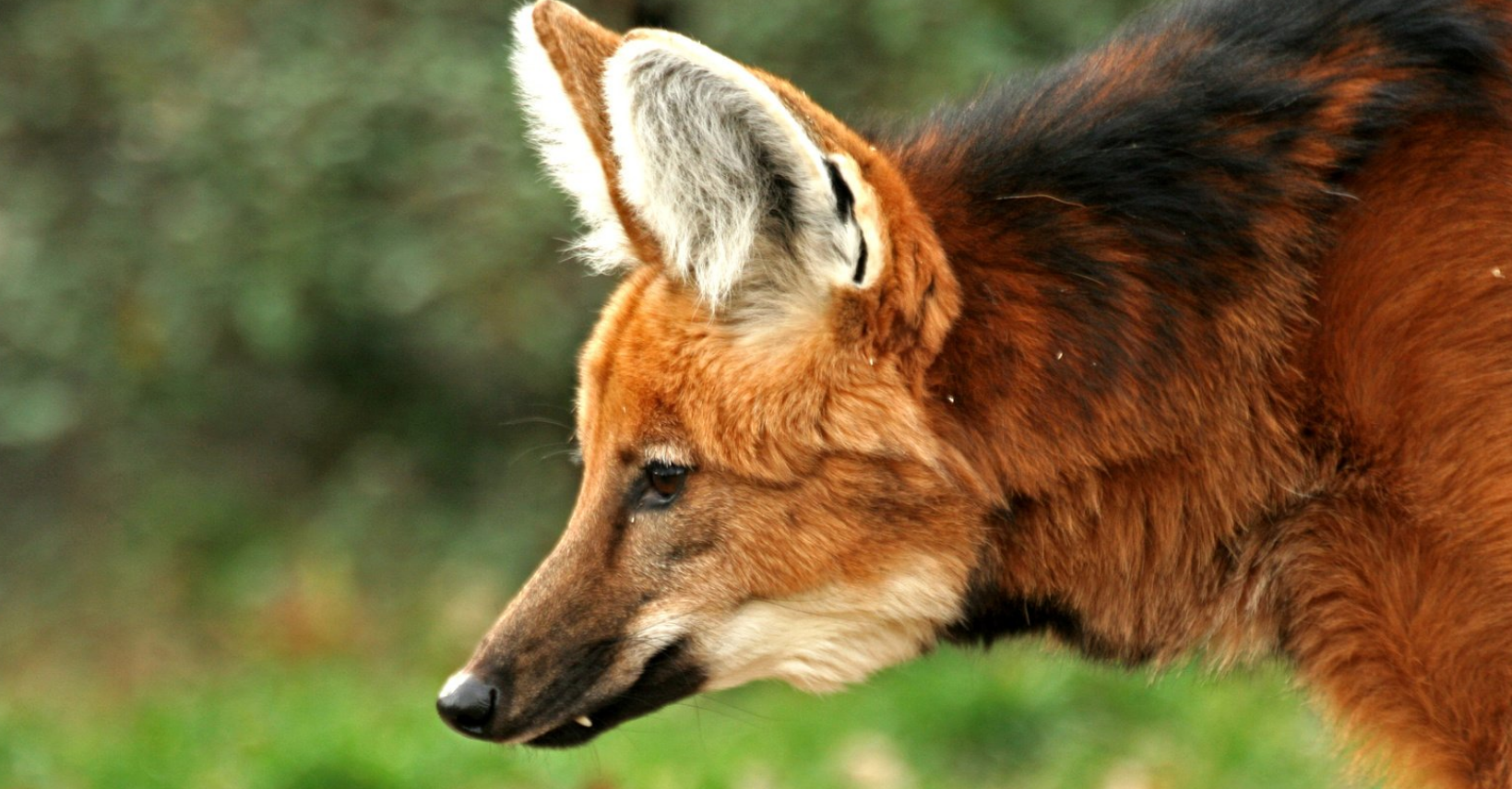 Псовые. Гривистый волк гуара. Chrysocyon brachyurus. Гривистый волк черный. Красный волк.