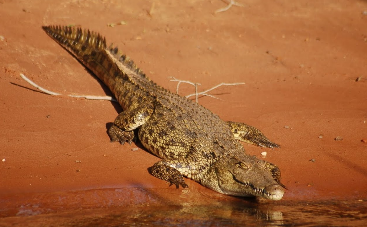 Крокодил живет в африке. Нильский крокодил. Африка Нильский крокодил. Нильские крокодилы в Египте. Фото Нильский крокодил в Африке.