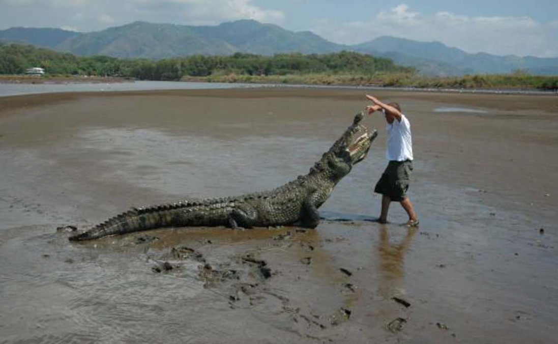 Нильский крокодил и человек.