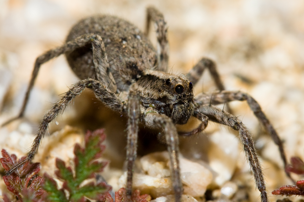 Паук-волк фото и описание, ядовитый или нет, где обитает