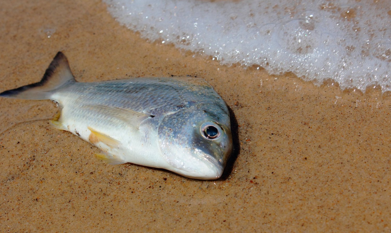 К чему снятся мертвые рыбы в воде. Рыба на песке. Рыба на суше.