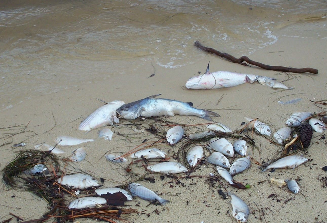 Рыба в грязной воде. Мертвая рыба на берегу.