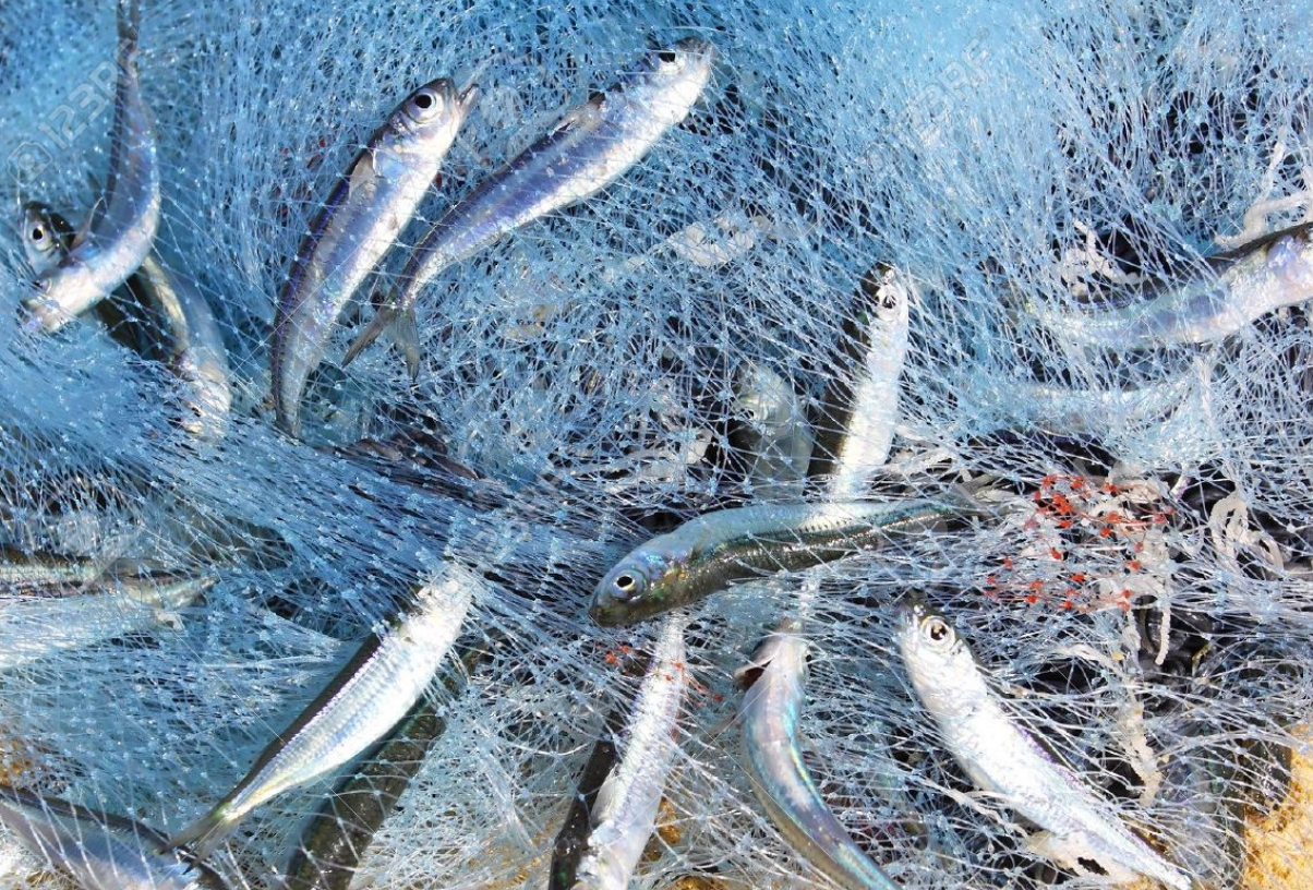 Рыба в сети. Сеть для рыбалки. Рыболовная сеть в воде. Сеть для ловли рыбы.