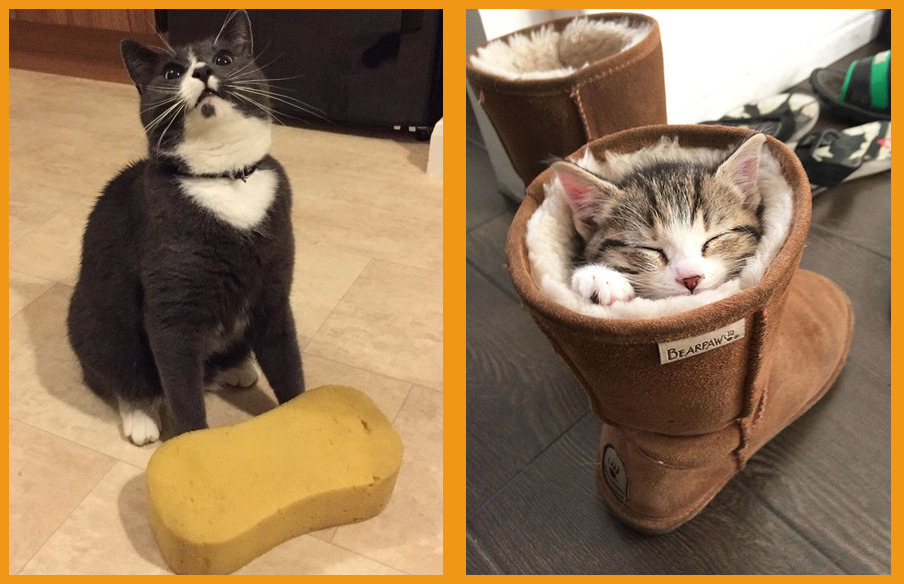 Животные случайно попавшие в кадр. Никакой помощи в этом доме кот мем. Никакому объяснению. Никакому объяснению. Дружко фраза мем.