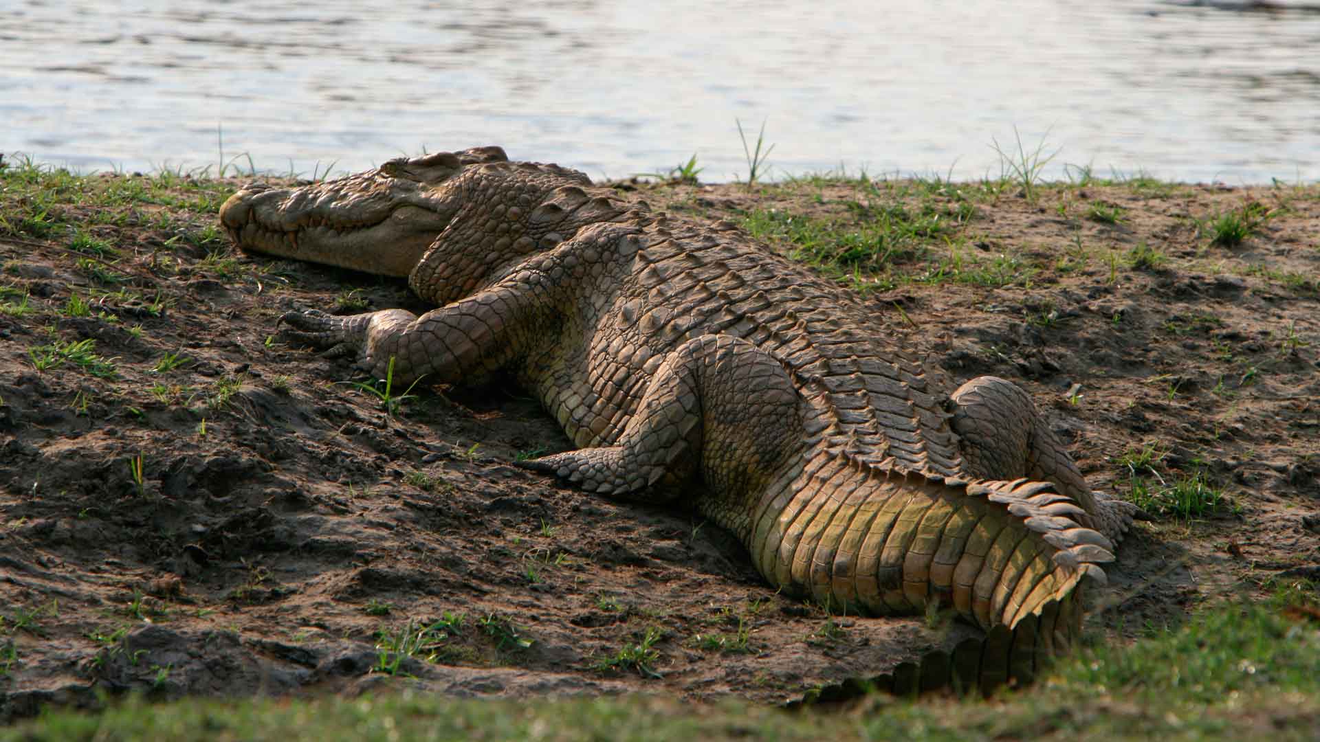 Крокодил живет в африке. Нильский крокодил. Африканский Нильский крокодил. Африканский гребнистый крокодил. Нильский крокодил среда обитания.