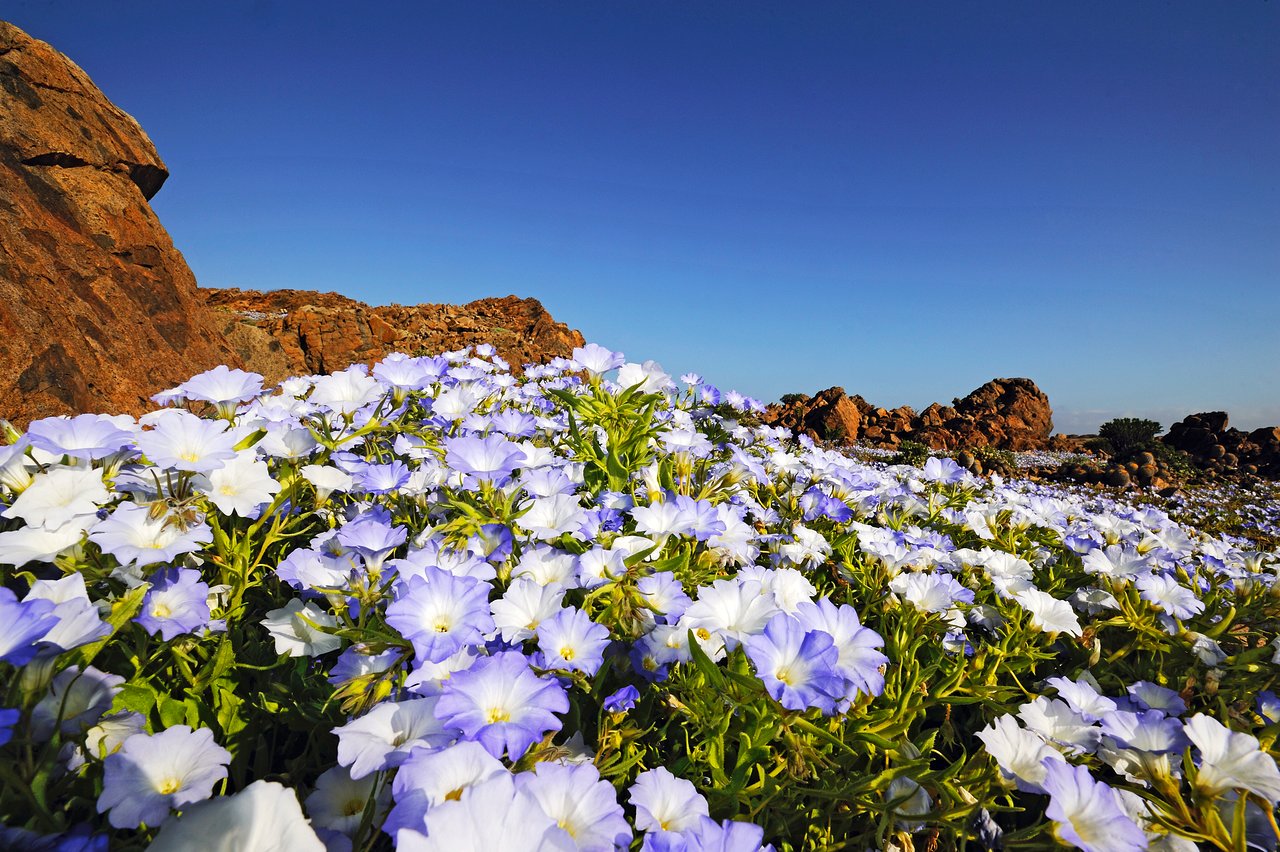 Цветущая пустыня Чили