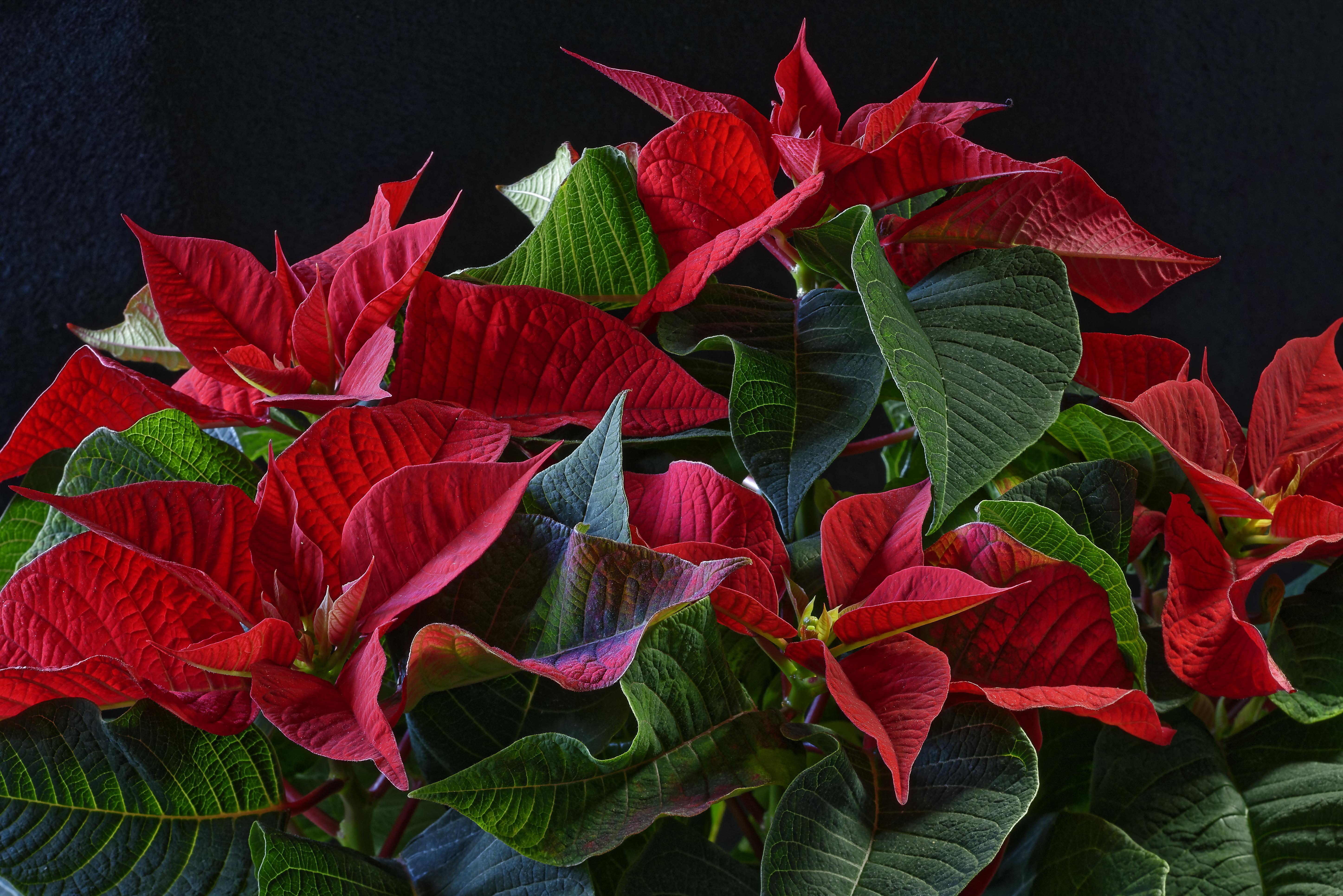 Комнатное краснеют листья. Пуансеттия. Рождественский цветок пуансетия. Пуансеттия комнатное растение. Пуансеттия Вариегата красная.