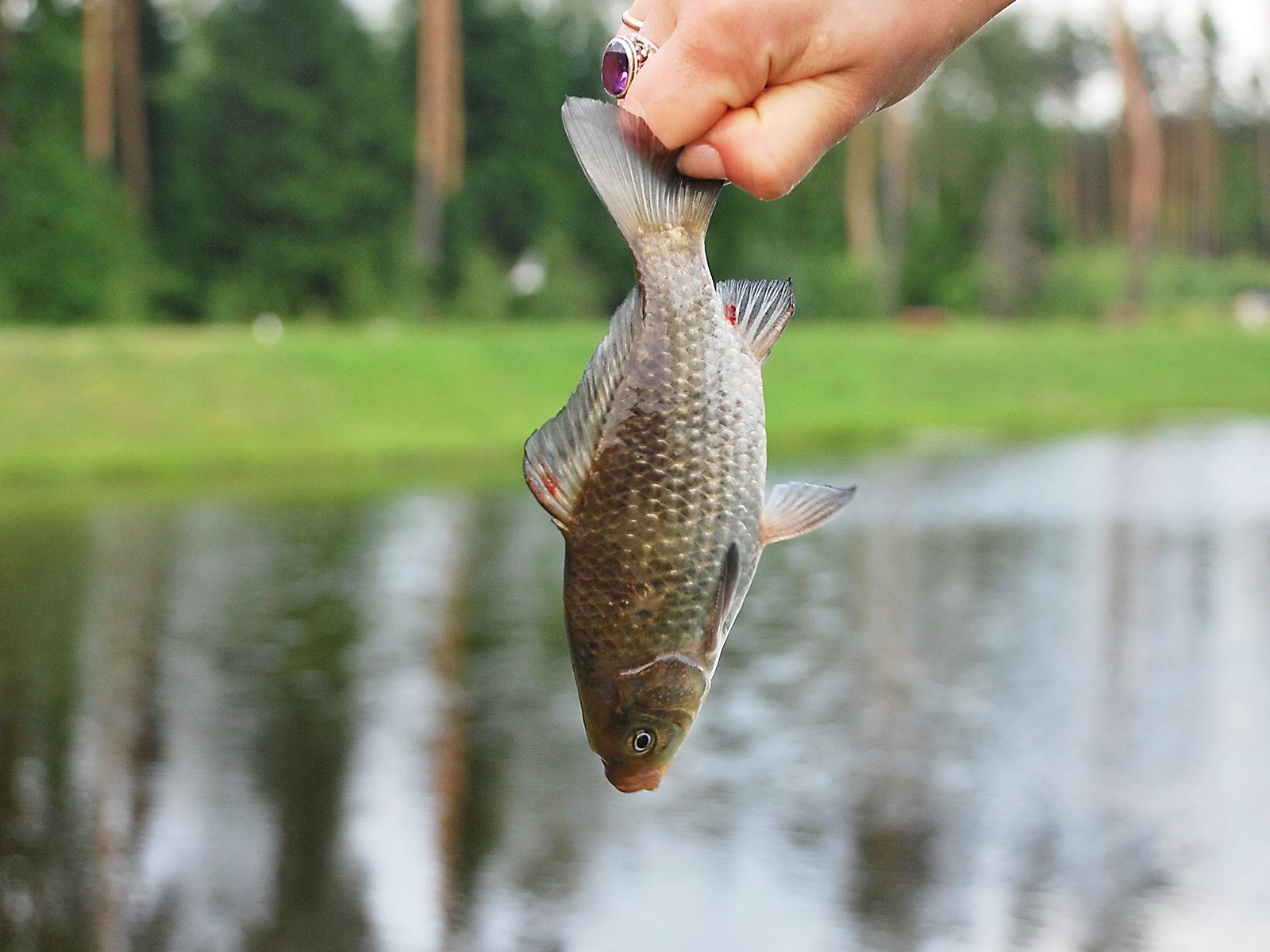 Поймать живую рыбу руками