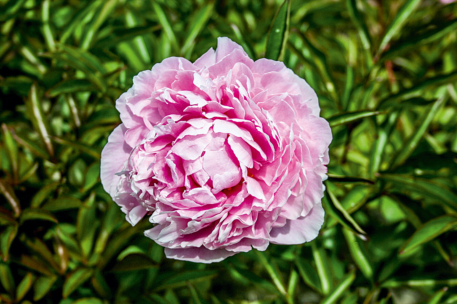 Розовые пионы сорта. Пион Канзас. Пион молочноцветковый Sarah Bernhardt. Пион молочноцветковый "Sarah Bernharat".