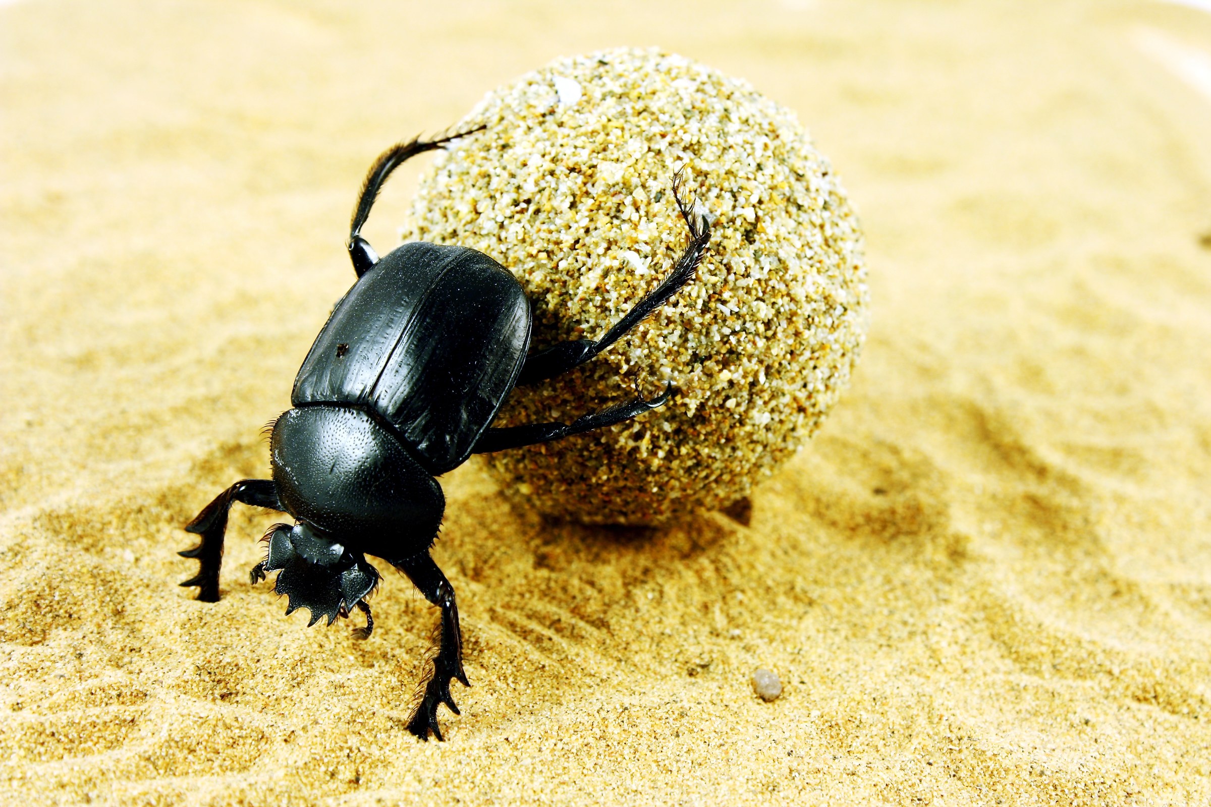 интересные факты про жука навозника 