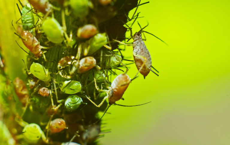 Сибирский скороспелый томат: характеристика и описание сорта ...