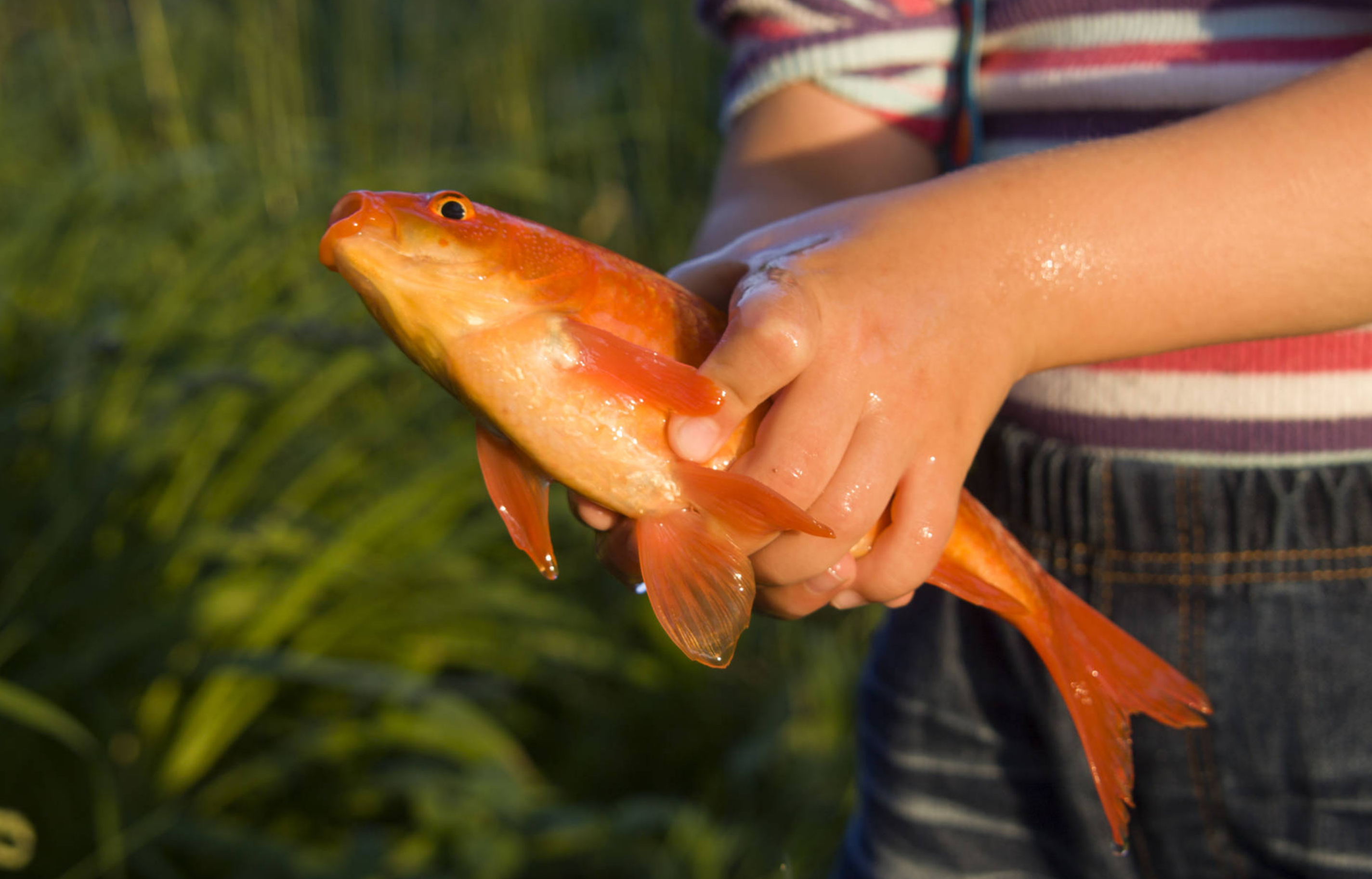 Приснился сон ловила рыбу. Рыба с руками. Рыбка в руках. Золотая рыбка в руках. Держит рыбу.