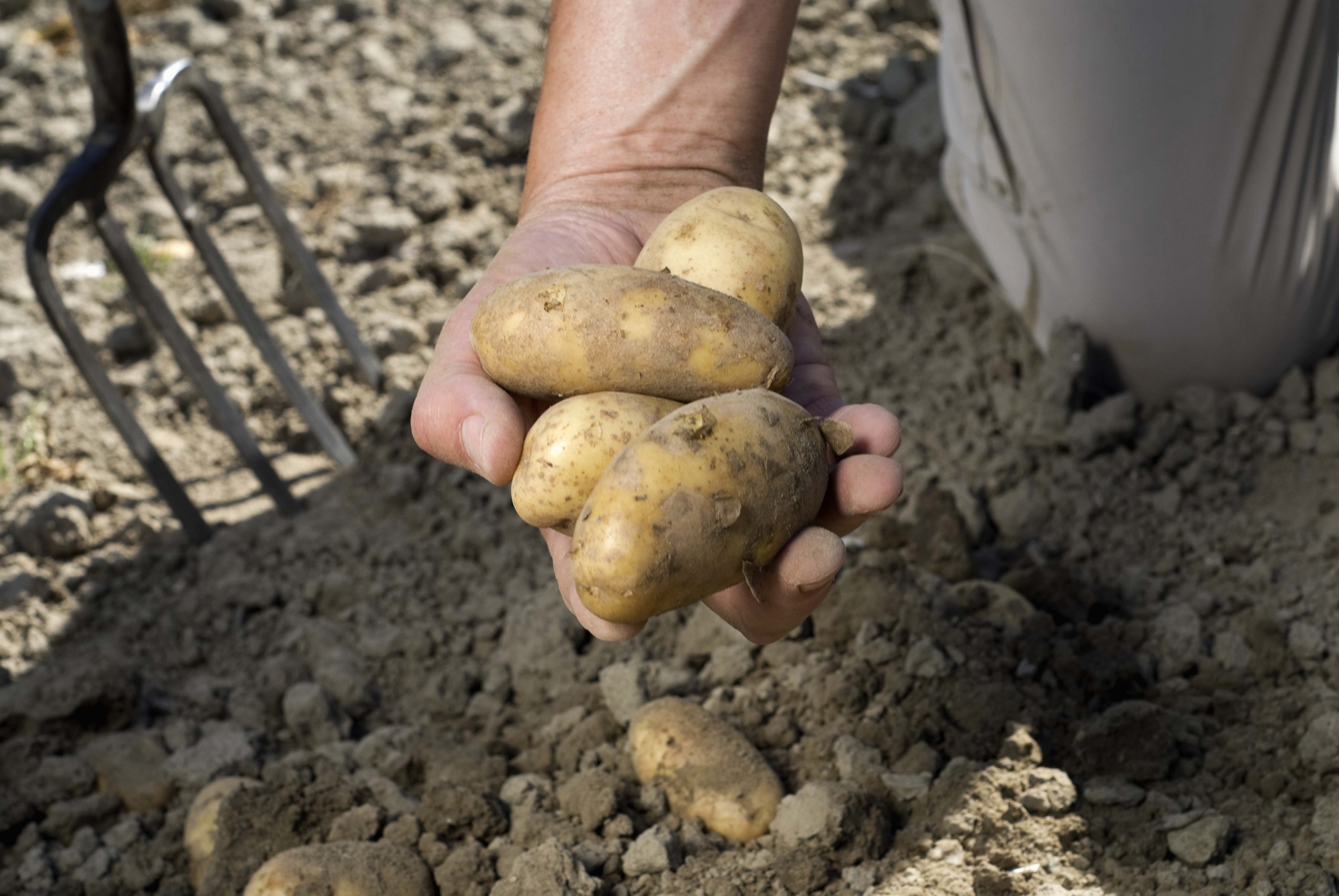 Приколы про копание картошки