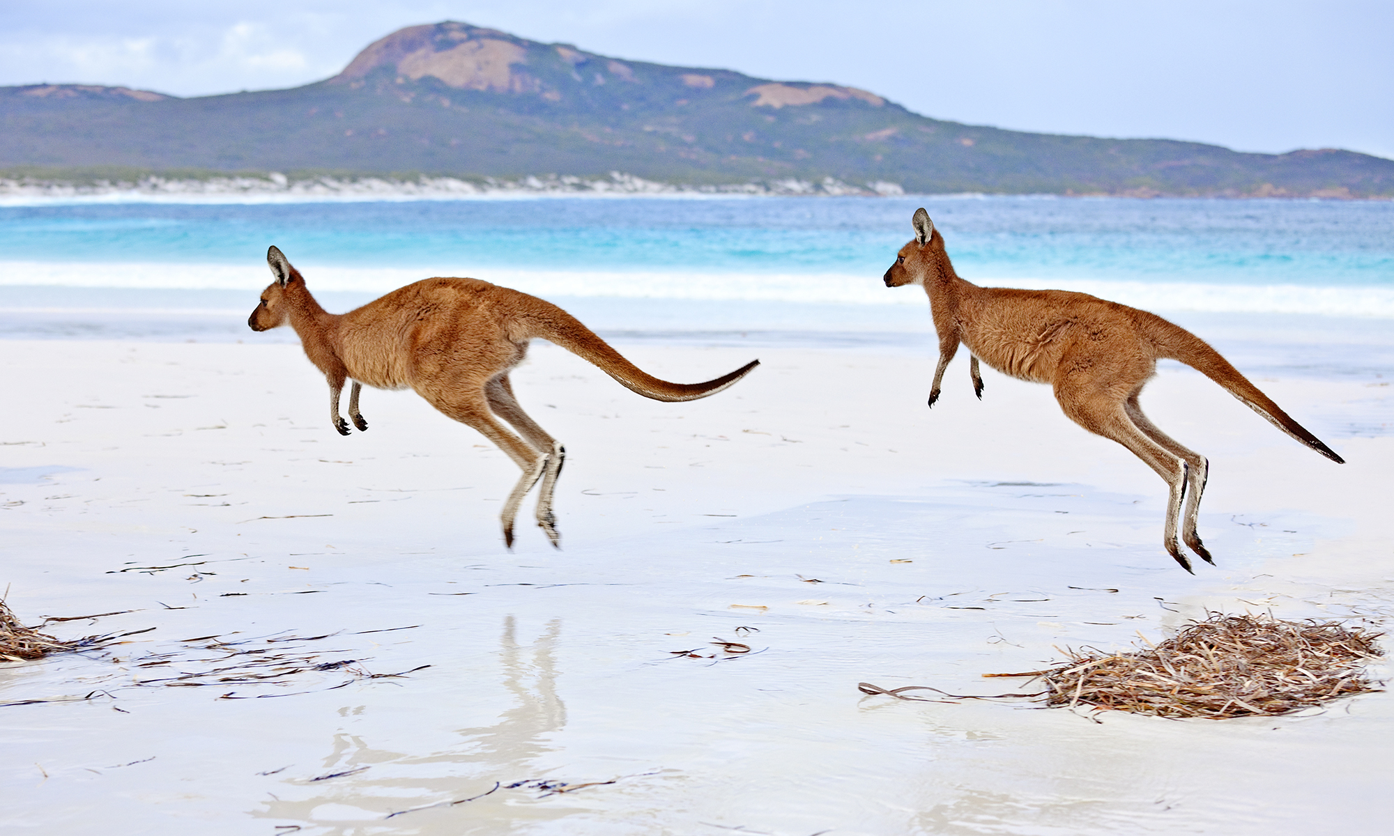 Какие есть животные в австралии