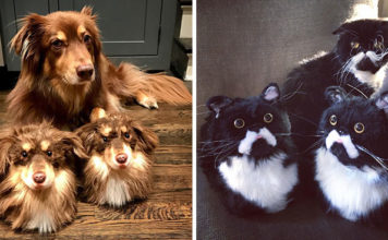 Фирма делает тапочки в виде кошек и собак: такие реалистичные, что питомцы ревнуют