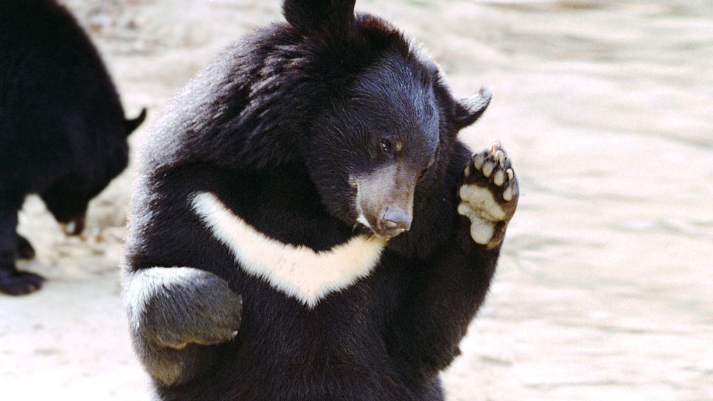 Черный медведь считается уязвимым видом преимущественно из-за вырубки лесов...