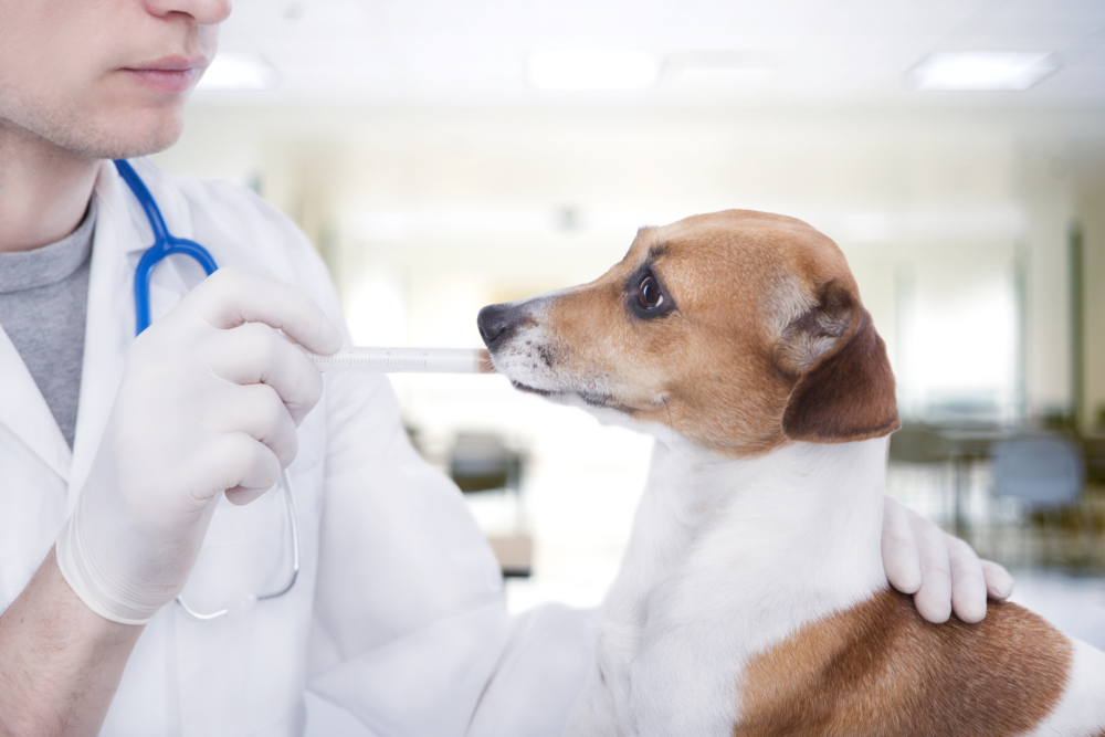 Лечение кашля у собак народными средствами