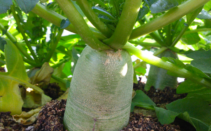 Редька зеленая: описание вида, выращивание и уход в открытом грунте ...