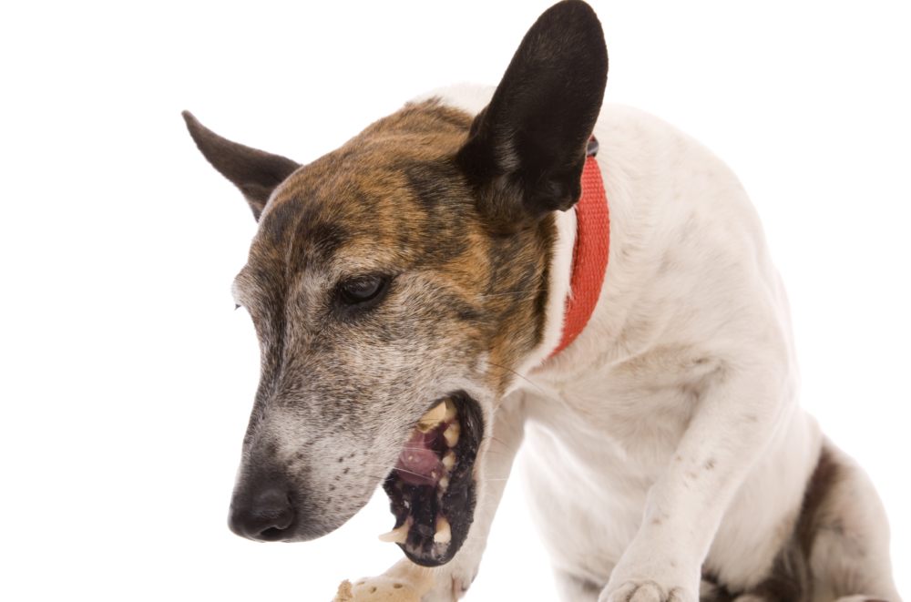 Лечение кашля у собак народными средствами