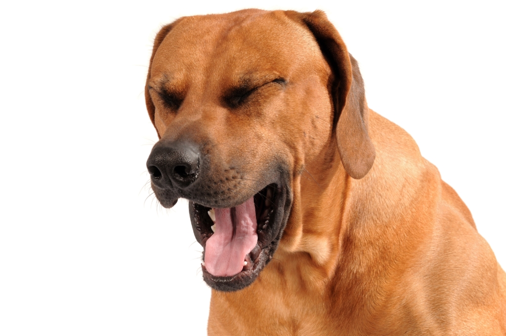 Как вылечить кашель народными средствами у собаки