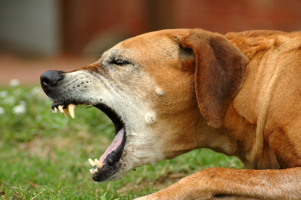 Народные средства от кашля для собак