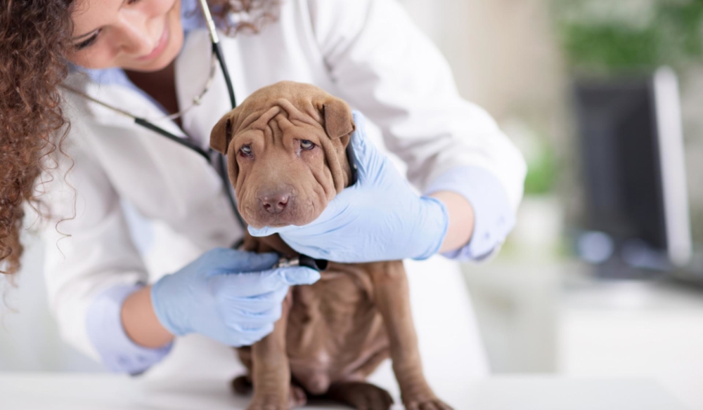 Сердечный кашель у собак лечение народными средствами