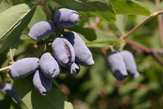 Жимолость Золушка 🌿: описание сорта съедобной жимолости, посадка и уход