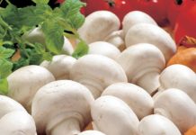 Как правильно хранить грибы – полезные советы