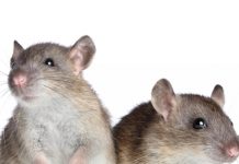 Причины возникновения пневмонии у крыс