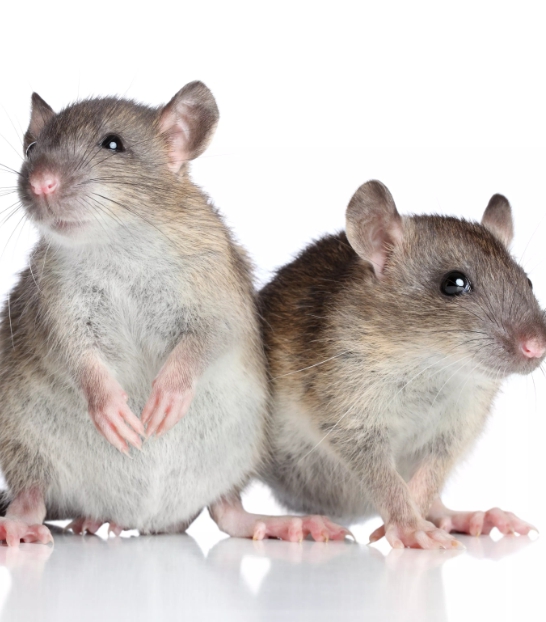 Причины возникновения пневмонии у крыс