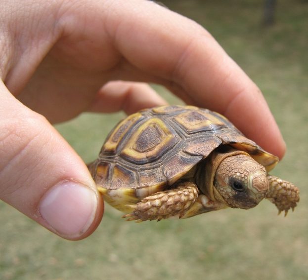 самая маленькая черепаха в мире