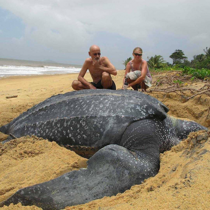 самая большая черепаха в мире