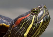 болезни глаз у красноухих черепах